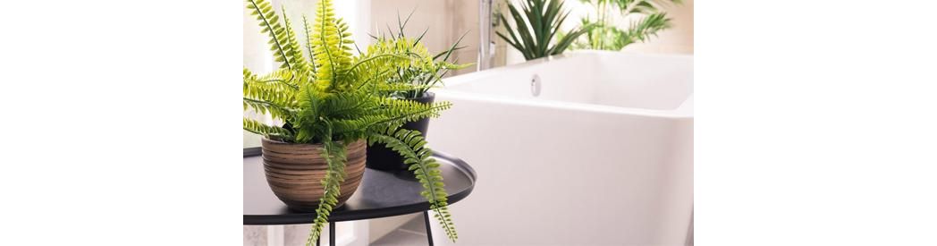 A Handy Guide To Bathroom Plants